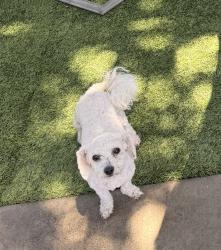 Lost Female Dog last seen Wilson way and Alpine Ave, Stockton, CA 95205
