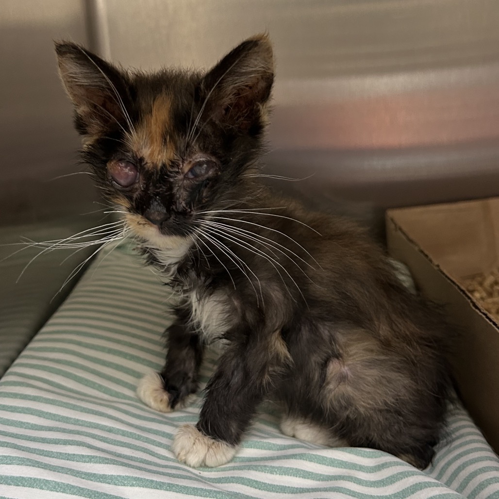 Shelter Stray Female Cat last seen , 1211 Old Graves Mill Rd, Lynchburg, VA 24502, USA