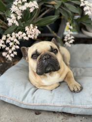 Lost Male Dog last seen Santa Fe and PCH, Long Beach, CA 90810