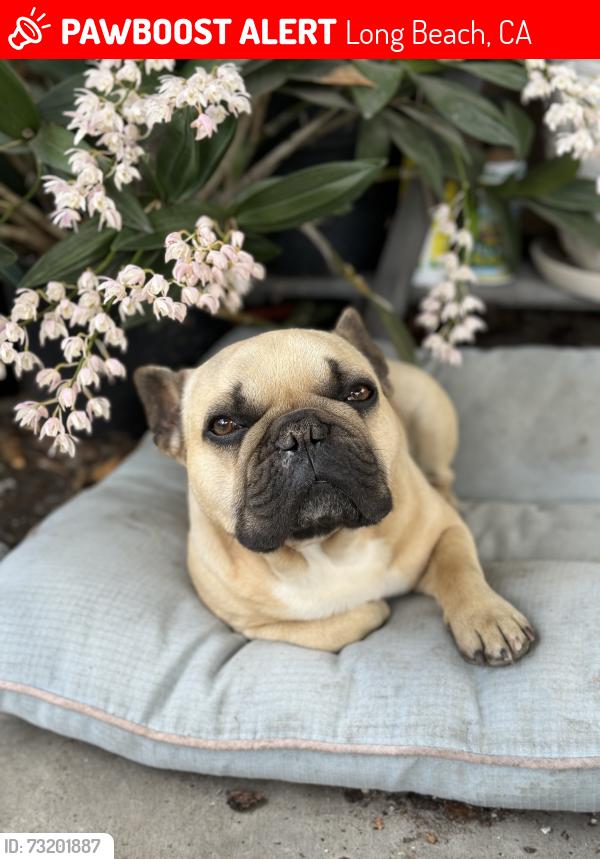 Lost Male Dog last seen Santa Fe and PCH, Long Beach, CA 90810