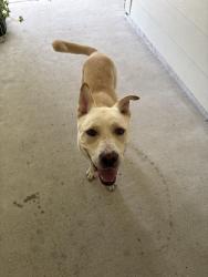 Found/Stray Male Dog last seen Near, Houston, TX 77066