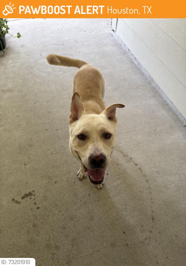 Found/Stray Male Dog last seen Near, Houston, TX 77066