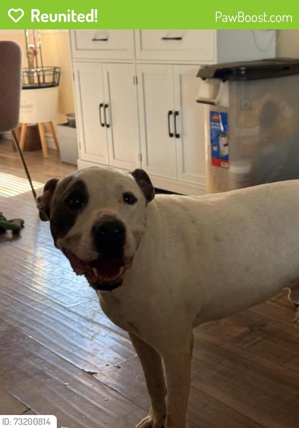 Reunited Male Dog last seen Jeanne and lake mead, Las Vegas, NV 89108