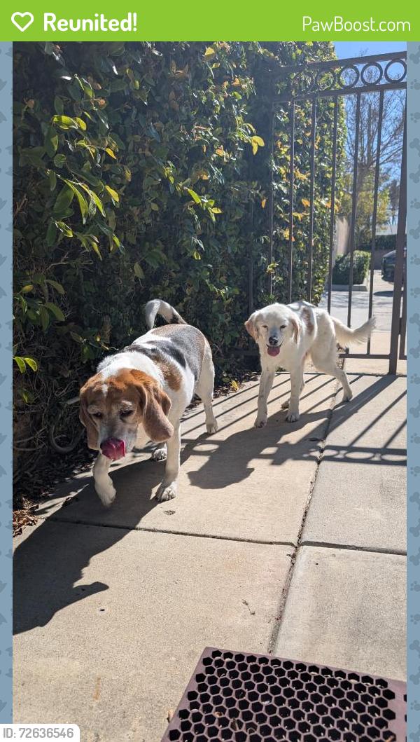 Reunited Male Dog last seen Brockton and jurupa, Riverside, CA 92506