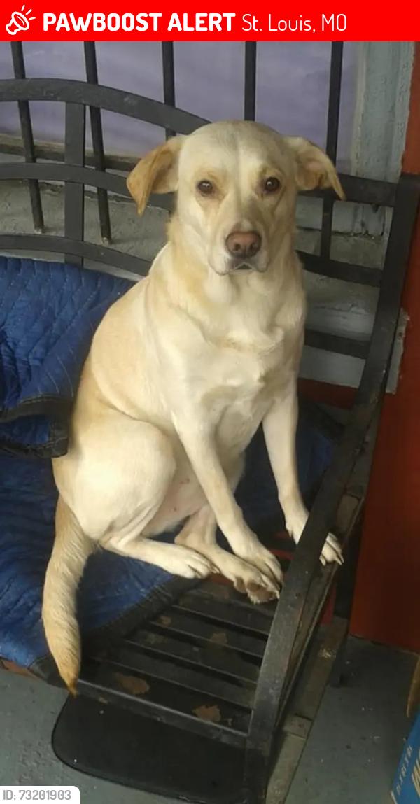 Lost Female Dog last seen Benton Park neighborhood, St. Louis, MO 63118