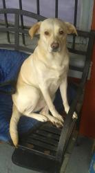Lost Female Dog last seen Benton Park neighborhood, St. Louis, MO 63118
