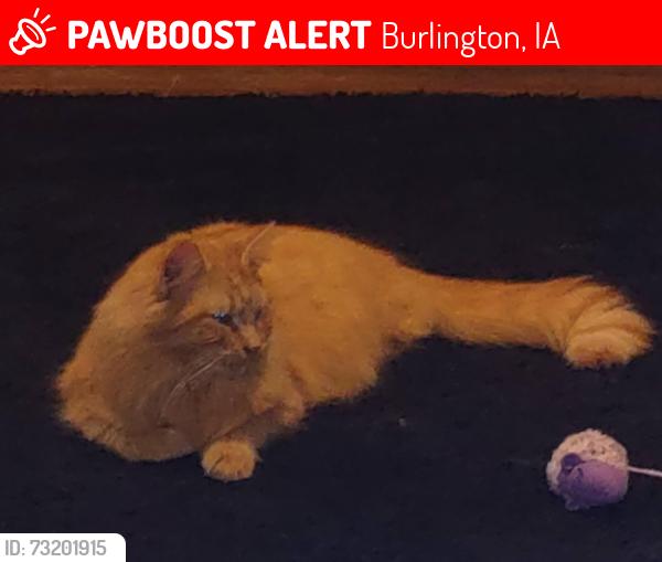 Lost Male Cat last seen 8th and Franklin burlington ia, Burlington, IA 52601
