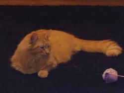 Lost Male Cat last seen 8th and Franklin burlington ia, Burlington, IA 52601