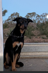 Lost Male Dog last seen Radcliffe Circuit Carwoola, Carwoola, NSW 2620
