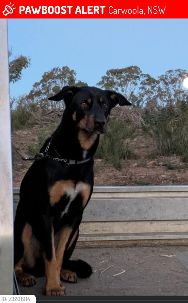 Lost Male Dog last seen Radcliffe Circuit Carwoola, Carwoola, NSW 2620