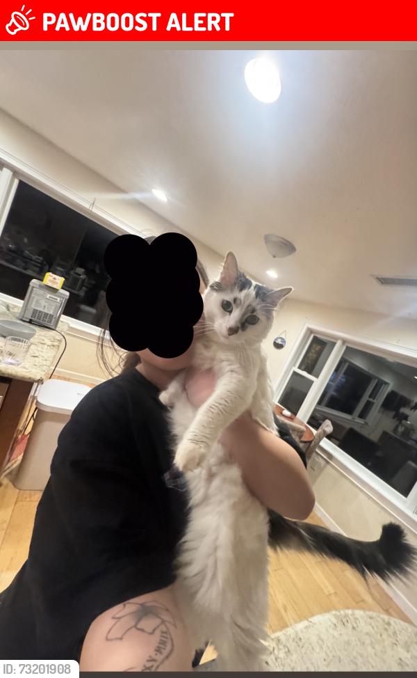 Lost Male Cat last seen Rio grande and Chavez, Los Ranchos de Albuquerque, NM 87107