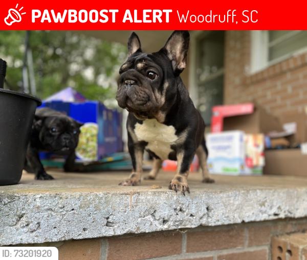 Lost Female Dog last seen Around the area or hwy 221, Woodruff, SC 29388