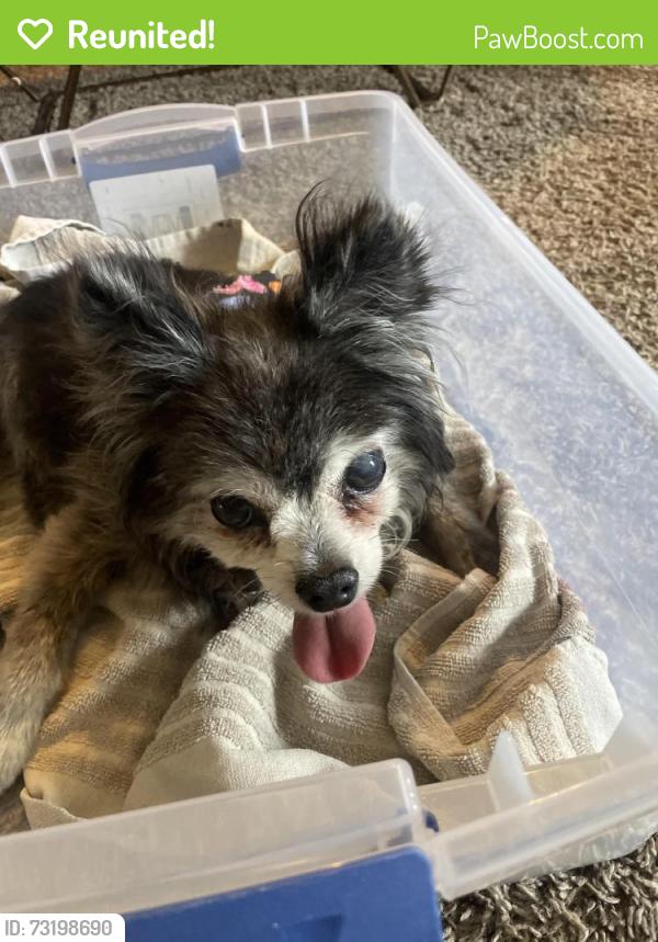 Reunited Male Dog last seen Rosemary, lemon, lady lake blvd, Lady Lake, FL 32159