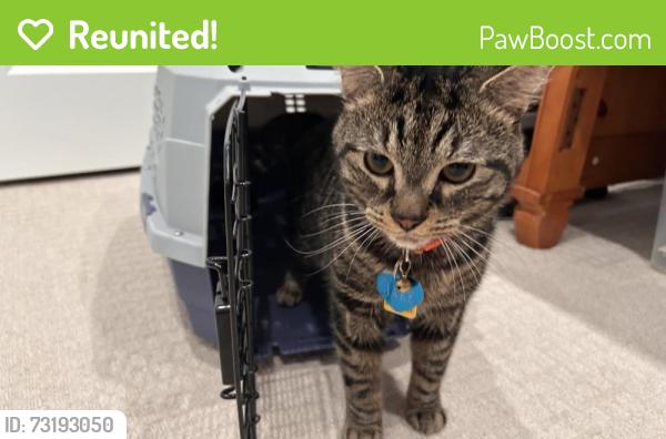 Reunited Male Cat last seen Fair ridge dr and Rt 50, Fair Oaks, VA 22033