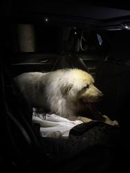 Reunited Unknown Dog last seen Hebron Avenue and Marlborough Rd, Glastonbury, CT 06033