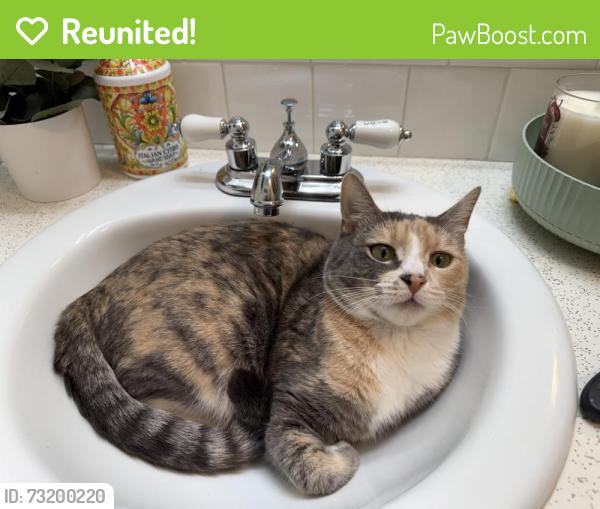 Reunited Female Cat last seen Imperial and 74th, Milwaukie, OR 97222