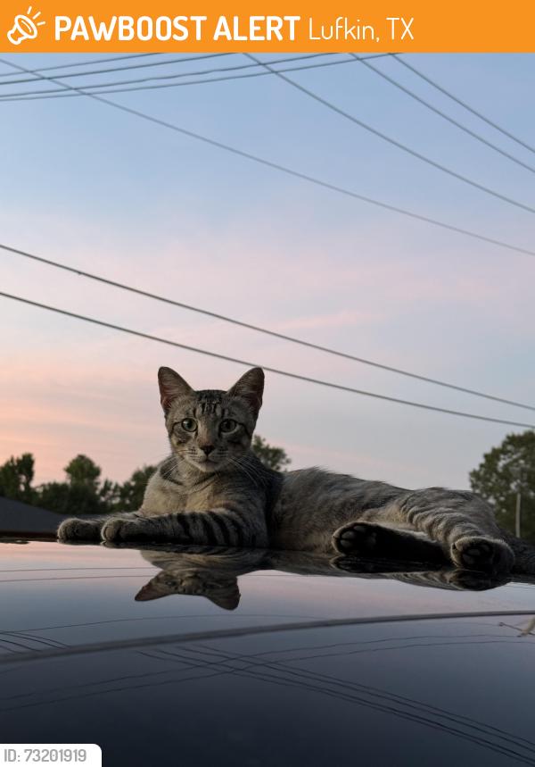 Found/Stray Male Cat last seen Gobblers Knob Rd, Lufkin, TX 75904