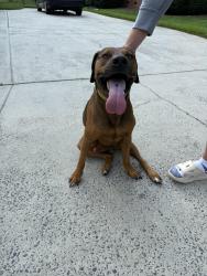 Reunited Male Dog last seen Emerald Lake, Stallings, NC 28104