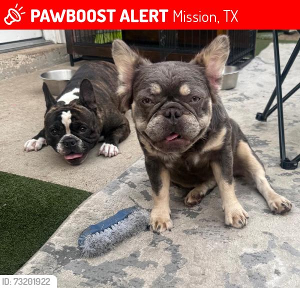 Lost Female Dog last seen Near W First st mission, Mission, TX 78572