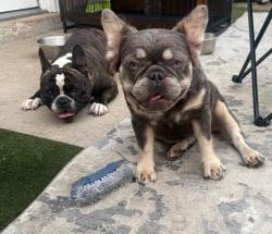 Lost Female Dog last seen Near W First st mission, Mission, TX 78572
