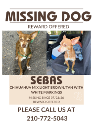 Lost Male Dog last seen S Loop 1604 W & Trumbo Rd, outskirts of San Antonio, San Antonio, TX 78264
