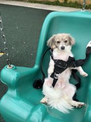 Lost Female Dog last seen Castlewood, Lexington, KY 40508