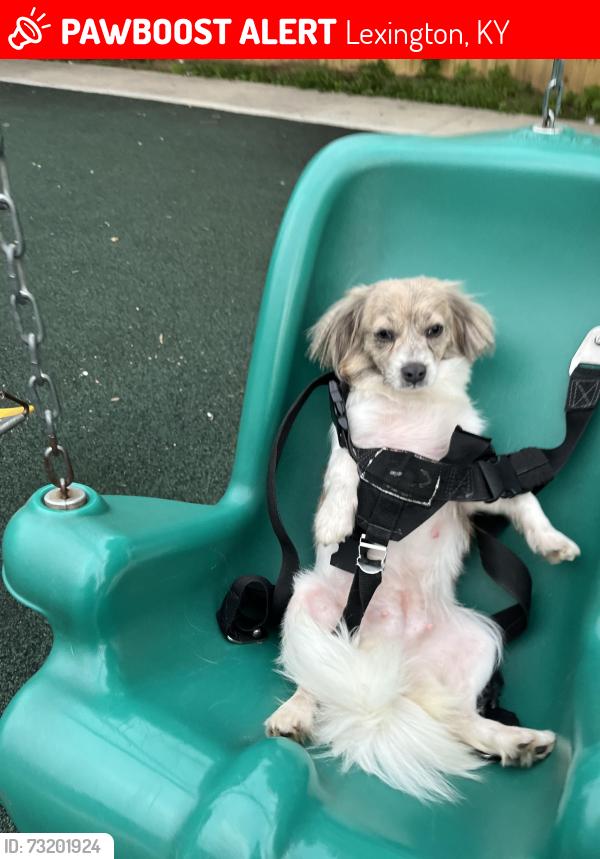 Lost Female Dog last seen Castlewood, Lexington, KY 40508