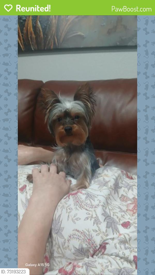 Reunited Female Dog last seen Between Brinkman and Pinemont, Houston, TX 77018