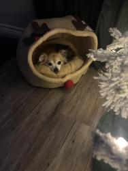 Lost Female Dog last seen Simpson and Broadmoore, Victoria, TX 77904