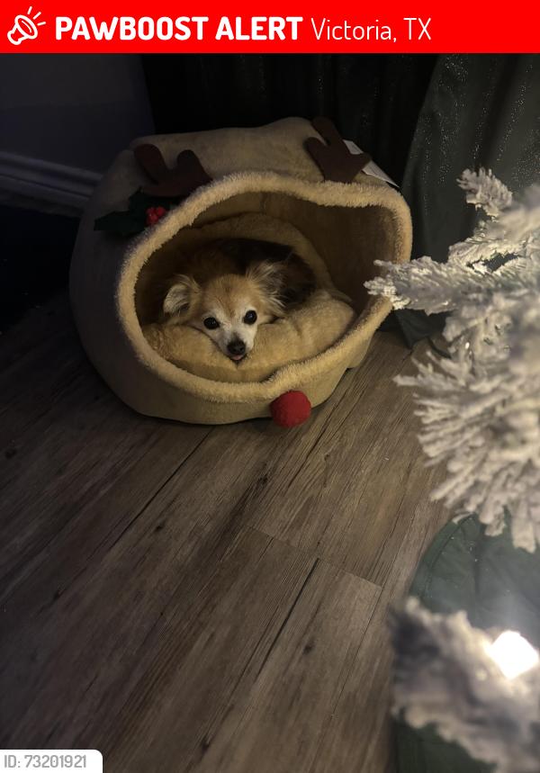 Lost Female Dog last seen Simpson and Broadmoore, Victoria, TX 77904