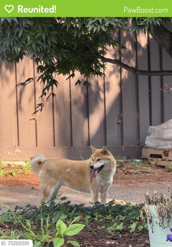 Reunited Female Dog last seen 16th street and Military road, Washington, DC 20011
