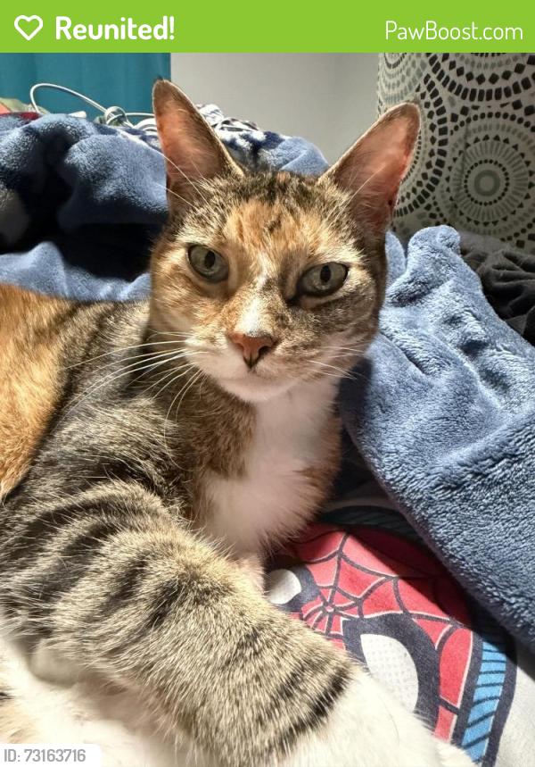 Reunited Female Cat last seen Hubbard and Ten mile, Kuna, ID 83634
