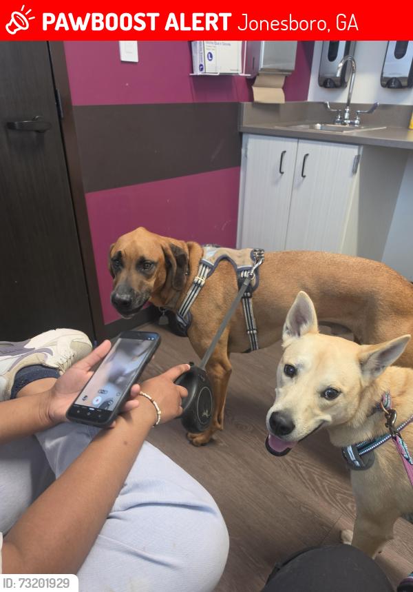 Lost Male Dog last seen Tara Pointe Drive, Jonesboro, GA 30238