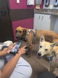 Lost Male Dog last seen Tara Pointe Drive, Jonesboro, GA 30238