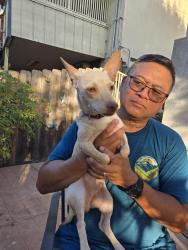 Reunited Male Dog last seen Sombreros on Lake Murray, La Mesa, CA 91942