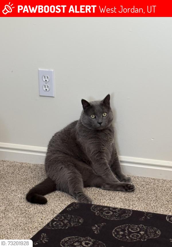 Lost Male Cat last seen South Valley Regional Airport and Jordan Landing, West Jordan, UT 84084