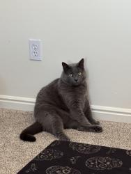Lost Male Cat last seen South Valley Regional Airport and Jordan Landing, West Jordan, UT 84084