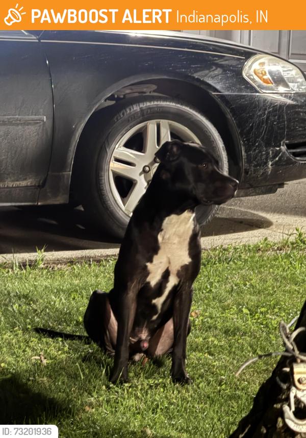 Found/Stray Male Dog last seen Foltz st and superior rd, Indianapolis, IN 46221
