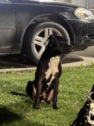 Found/Stray Male Dog last seen Foltz st and superior rd, Indianapolis, IN 46221