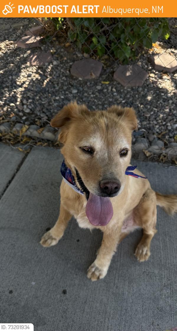 Found/Stray Male Dog last seen Unser and sapphire, Albuquerque, NM 87121