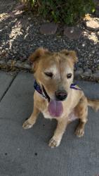 Found/Stray Male Dog last seen Unser and sapphire, Albuquerque, NM 87121