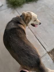 Found/Stray Male Dog last seen Tuscola, Apple Valley, CA 92307