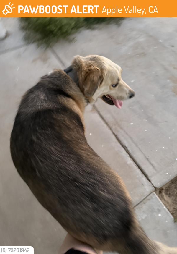 Found/Stray Male Dog last seen Tuscola, Apple Valley, CA 92307
