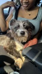 Found/Stray Male Dog last seen Saint Luke United Methodist Church, Spartanburg, SC 29302