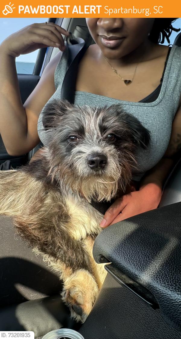 Found/Stray Male Dog last seen Saint Luke United Methodist Church, Spartanburg, SC 29302