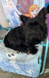 Lost Male Dog last seen Near Brown Street Alton Il., Alton, IL 62002