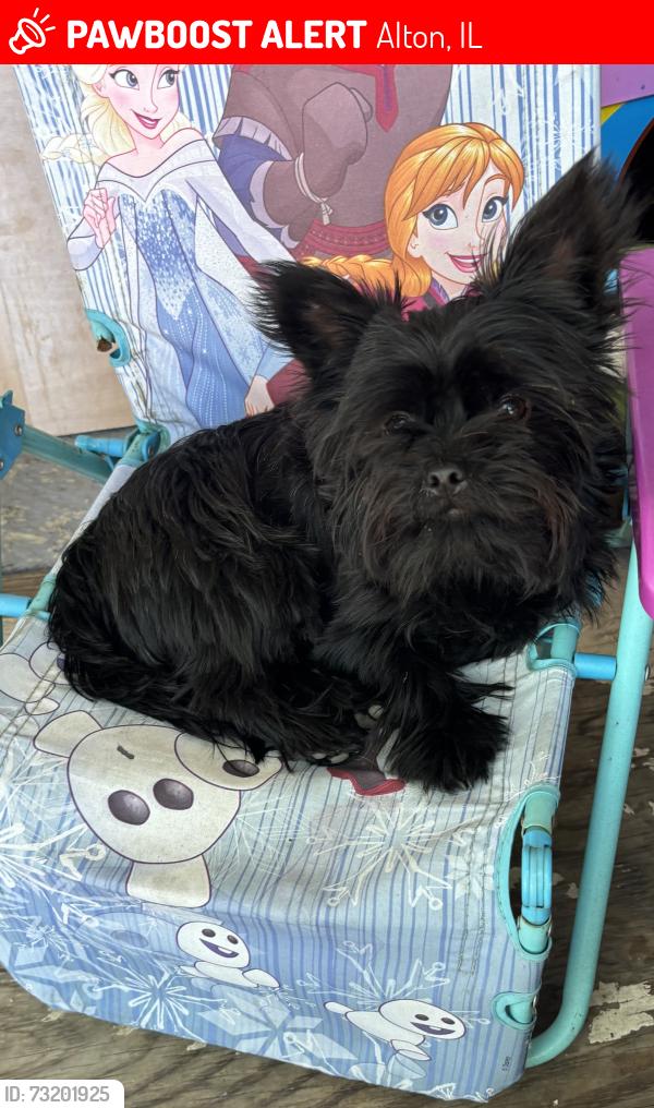 Lost Male Dog last seen Near Brown Street Alton Il., Alton, IL 62002
