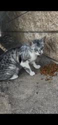 Found/Stray Female Cat last seen Baystone St., Hesperia, CA 92340