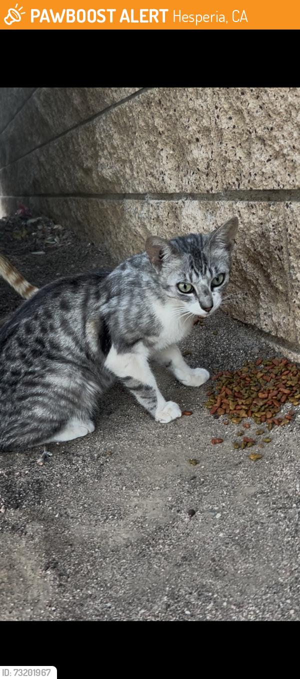 Found/Stray Female Cat last seen Baystone St., Hesperia, CA 92340