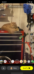 Reunited Male Cat last seen Belleview julian, Littleton, CO 80123